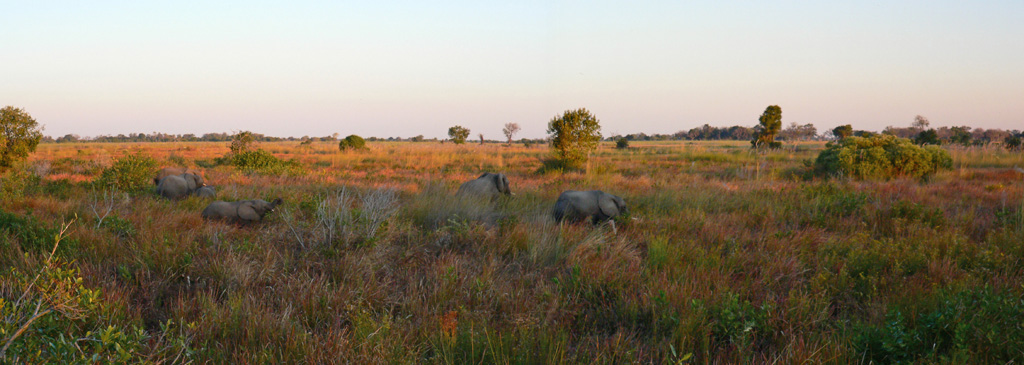 20060627-k-elephant.stitch-s099b