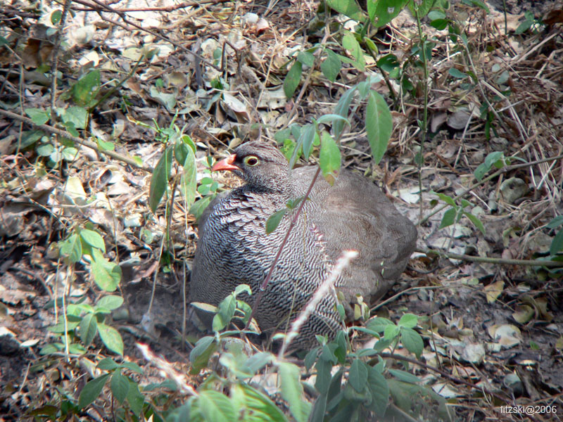 20060627-k-francolin.redbilled-s057b