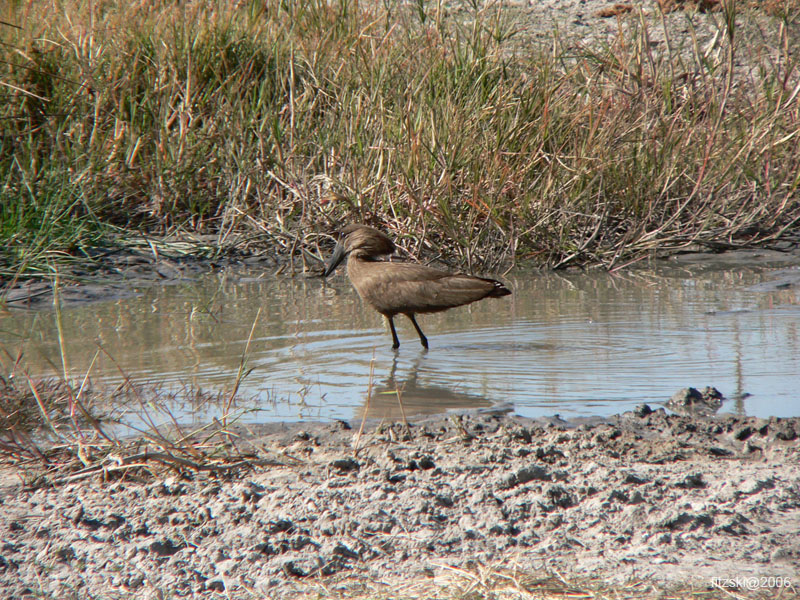 20060627-k-hammerkop-s052b