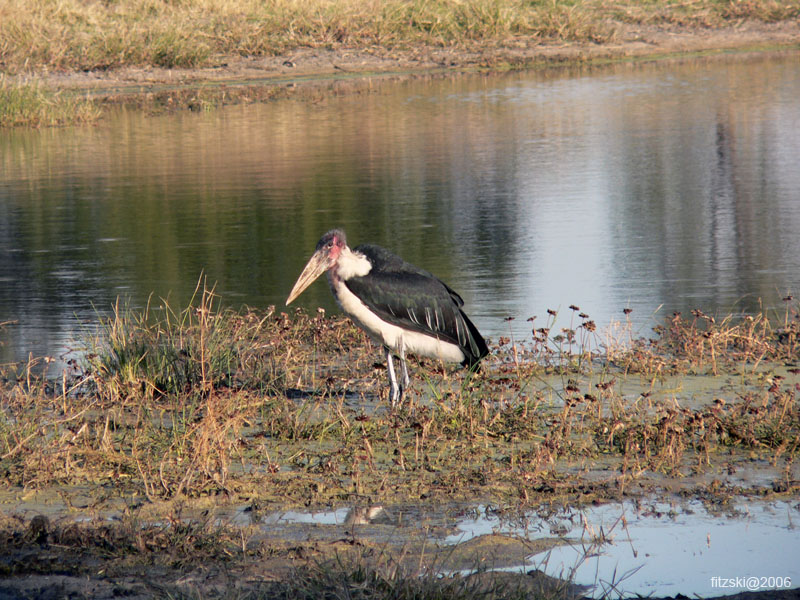 20060627-k-stork.marabou-s023b