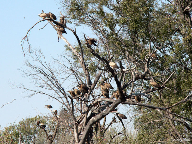 20060627-k-vulture-s038b