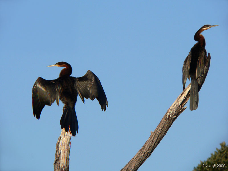 20060628-k-african.darter-s004b