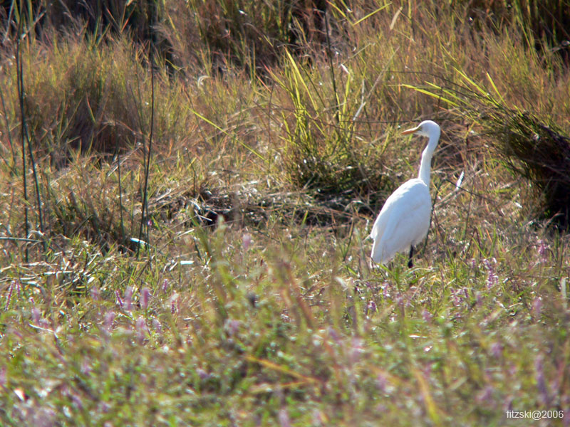 20060628-k-egret.great.white-s022b