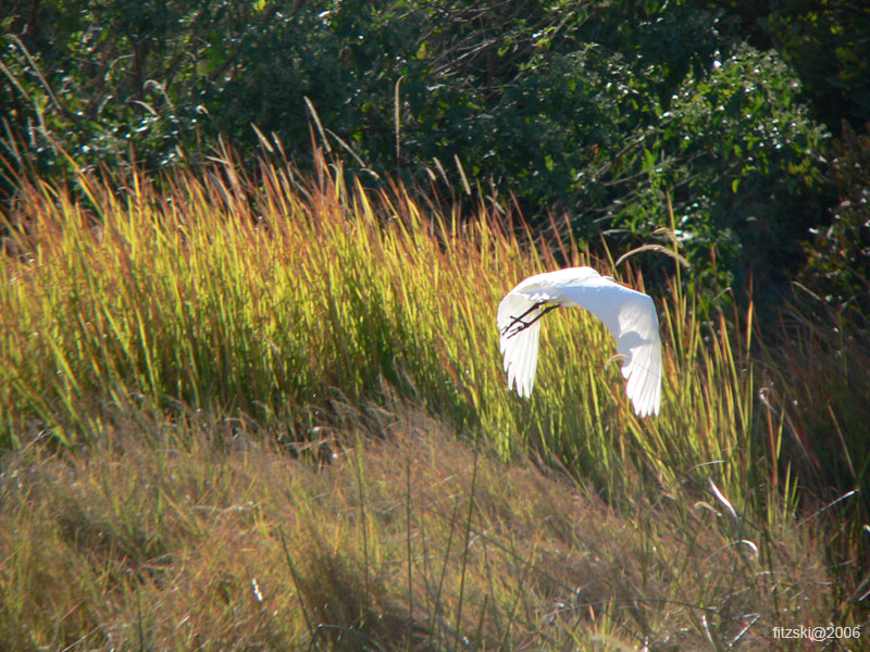 20060628-k-egret.great.white-s023b