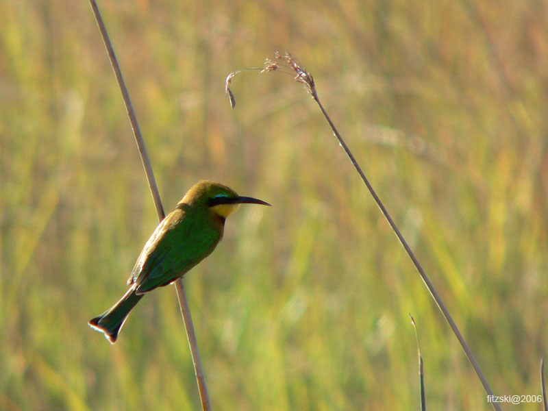 20060628-l-bee.eater.little-s032b