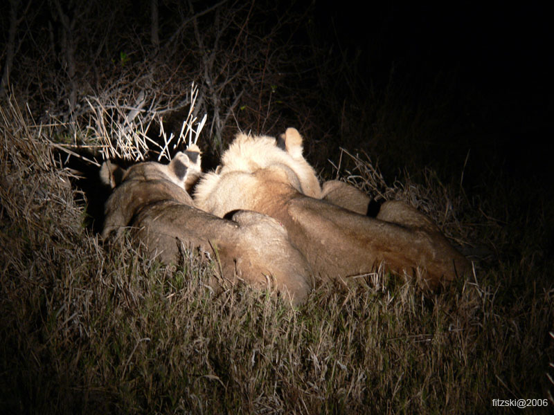 20060628-l-lion.night-s033c