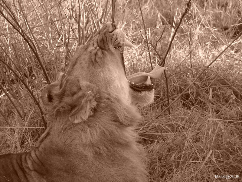 20060628-l-lion.yawn.sepia-s048b