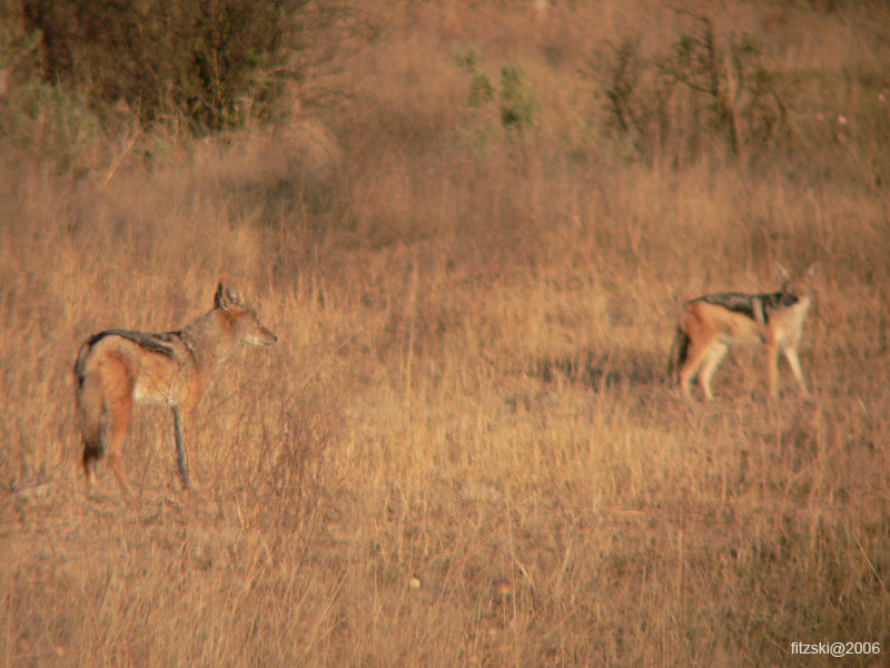 20060629-l-blackbacked.jackal-s013c