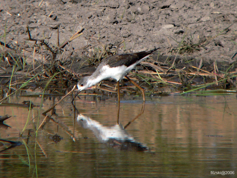 20060629-l-blackwinged.stilt-s055c