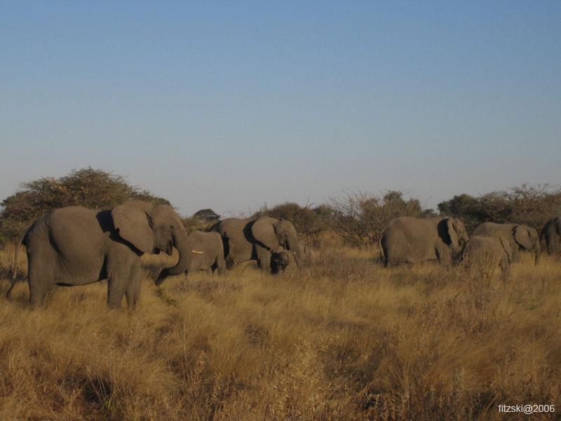 20060629-l-elephant-g024b