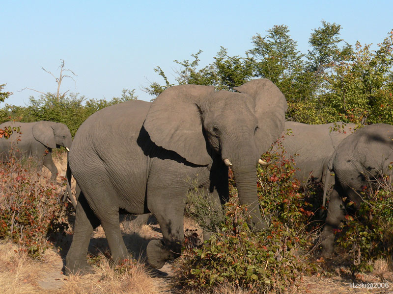 20060629-l-elephant-s030c