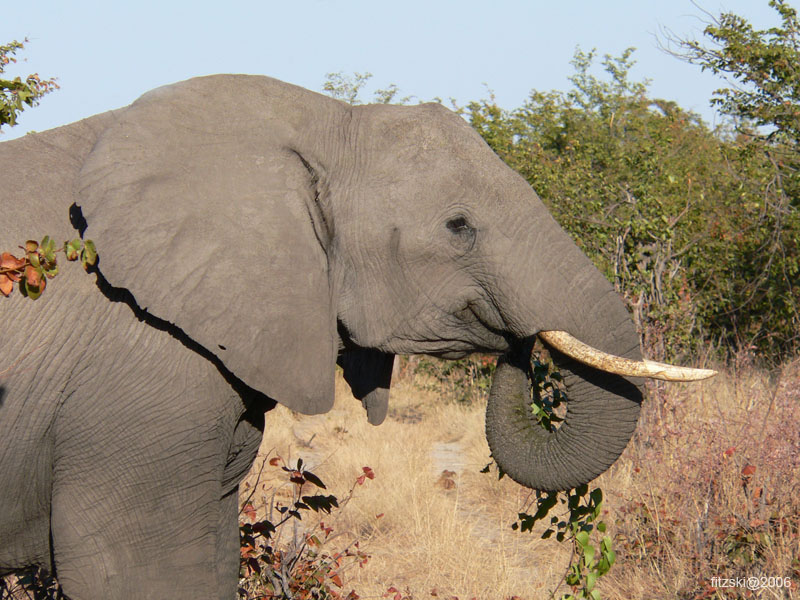 20060629-l-elephant-s035c