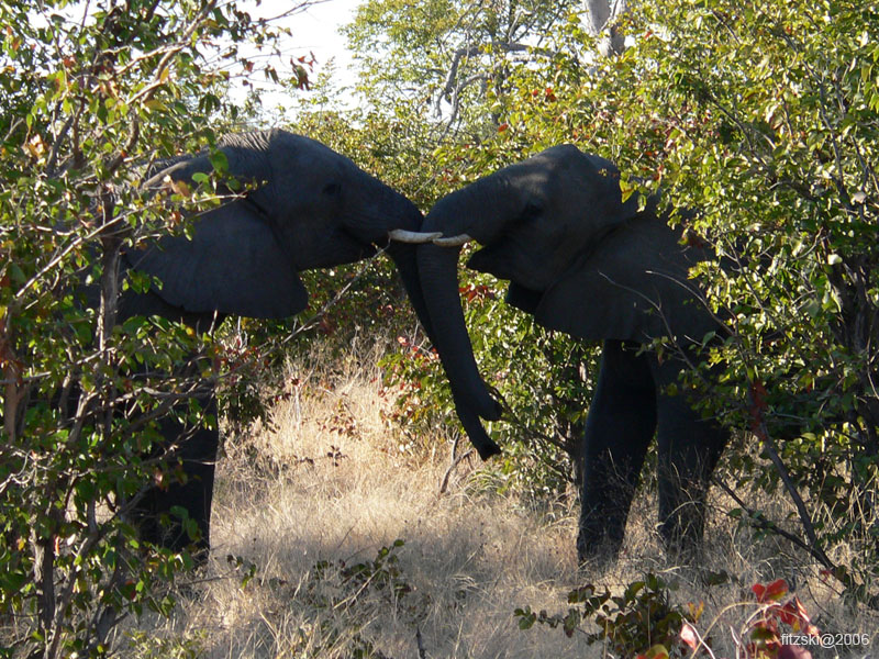 20060629-l-elephant-s037c