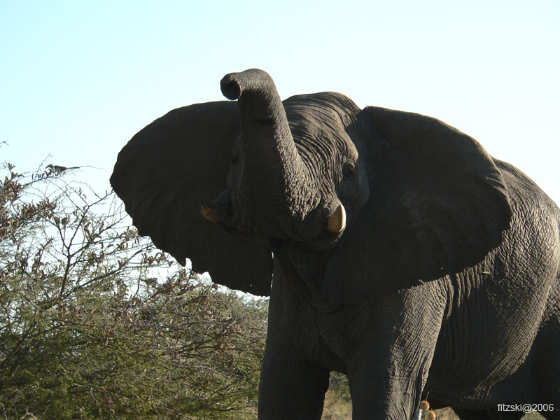 20060629-l-elephant-s113c