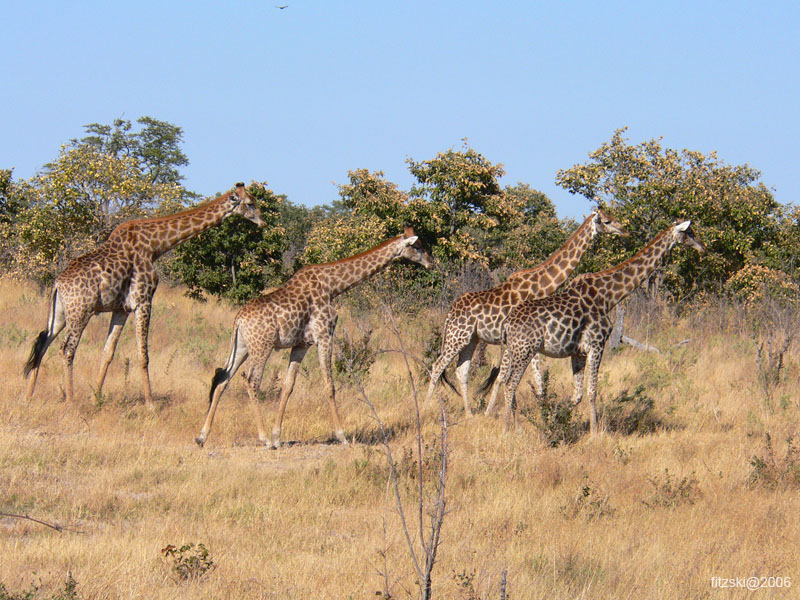 20060629-l-giraffe-s067c