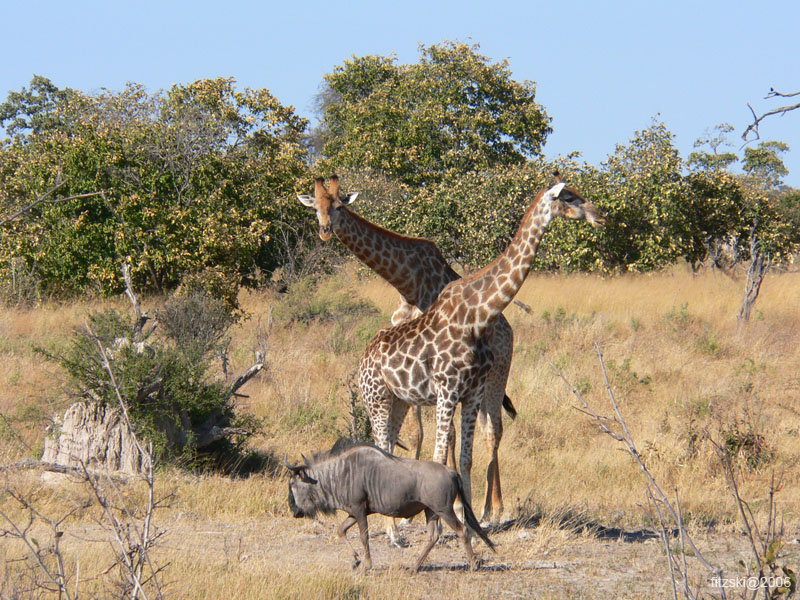 20060629-l-giraffe-s068c