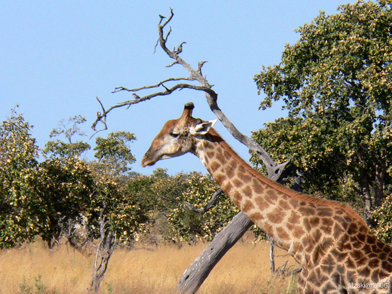 20060629-l-giraffe-s074c