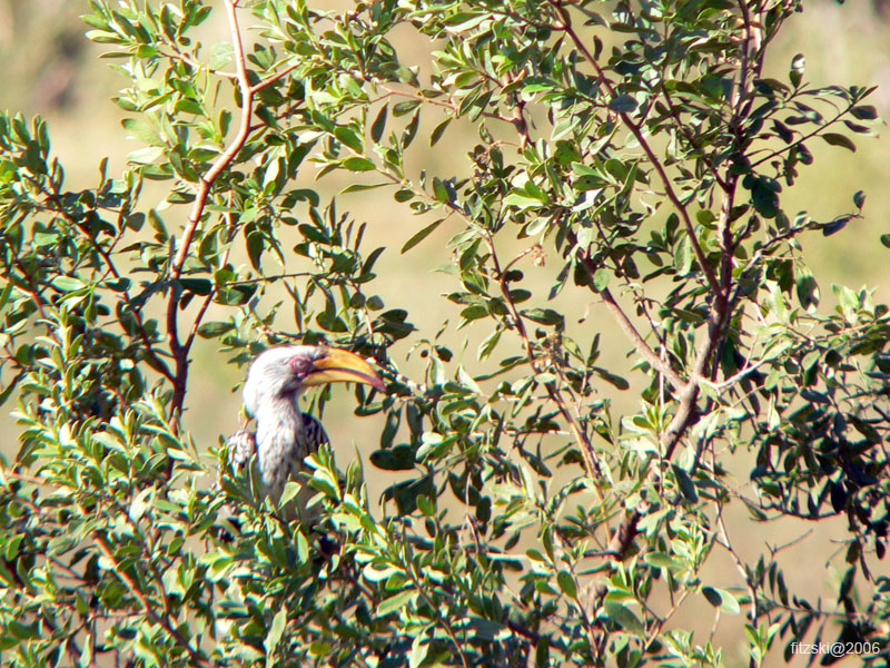 20060629-l-hornbill.yellowbilled-s094c