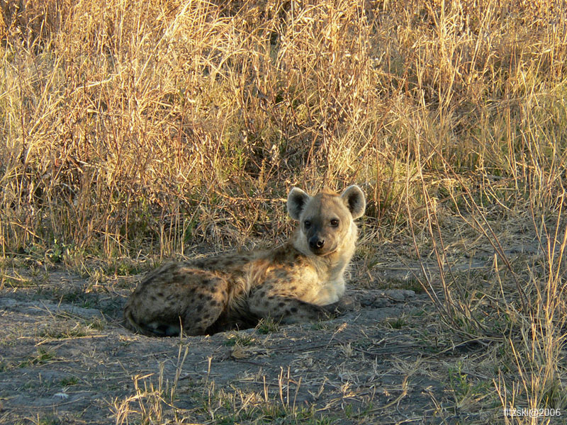 20060629-l-hyena-s124c