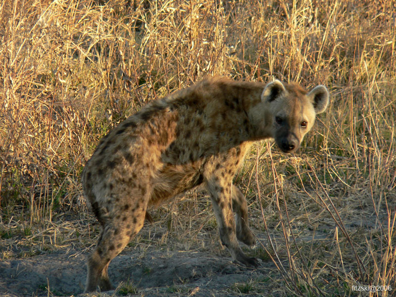 20060629-l-hyena-s126c