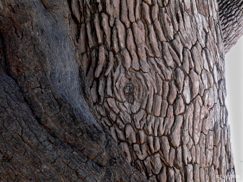 20060629-l-tree.bark.texture-s050c