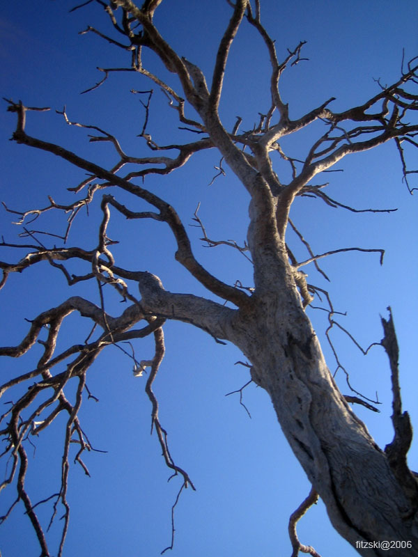 20060629-l-tree.branches-g006b