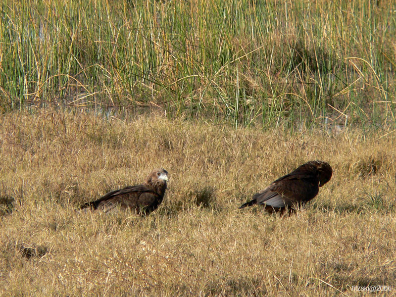 20060629-l-yellowbilled.kite-s105c