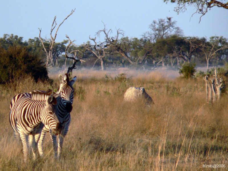 20060629-l-zebra-s006c