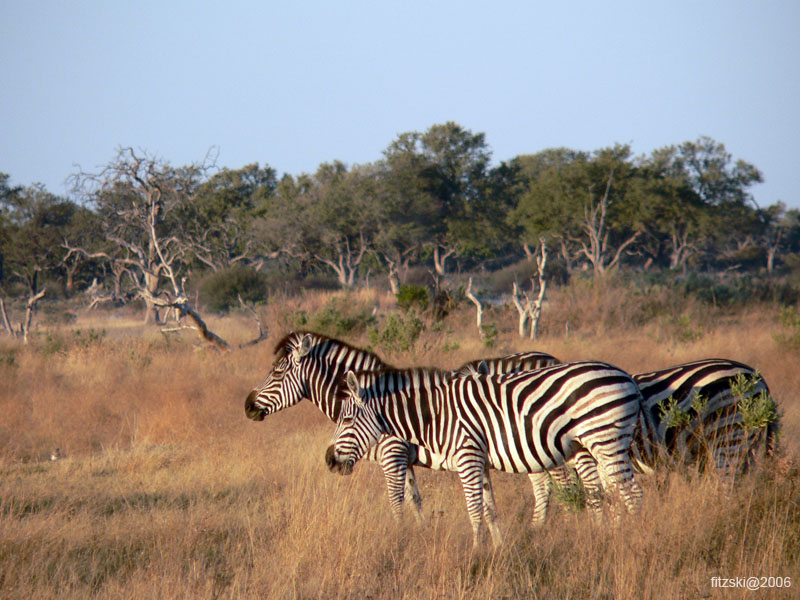 20060629-l-zebra-s009c