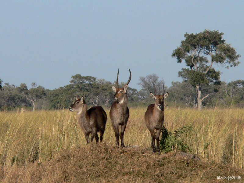 20060630-l-common.waterbuck-s064b