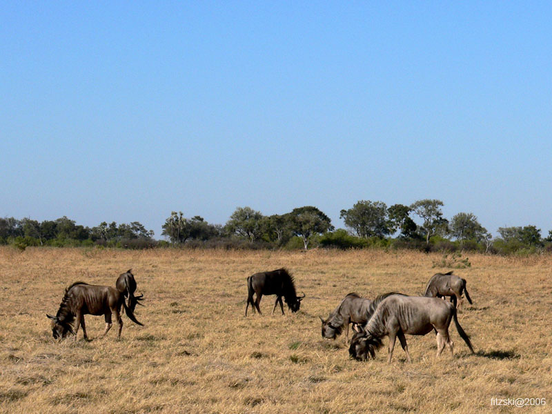 20060630-l-wildebeest-s077b