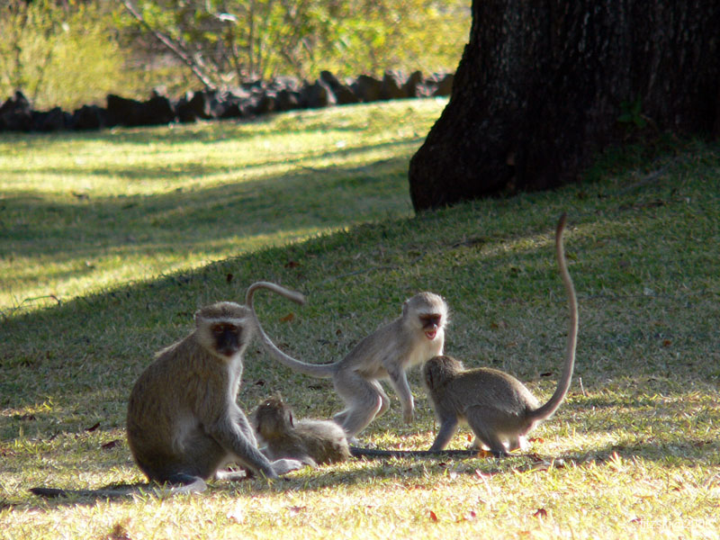 20060701-lv-vervet.monkey-s010b