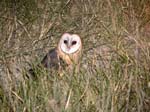 20060623-p-owl-g182b