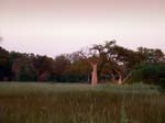 20060625-p-baobab.sunset-s145b