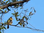 20060625-p-barbet.crested-s107b