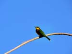 20060625-p-bee.eater.little-s102b