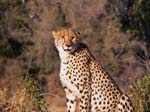 20060626-k-cheetah-s028b