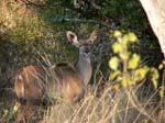 20060626-p-kudu-s015b