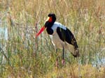 20060626-p-stork.saddlebilled-s066b