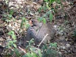 20060627-k-francolin.redbilled-s057b