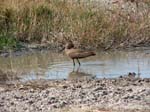 20060627-k-hammerkop-s052b