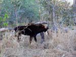 20060627-k-sable.antelope-s013b