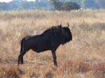 20060627-k-wildebeest-s050b