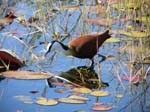 20060628-l-african.jacana-s029b