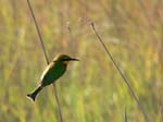 20060628-l-bee.eater.little-s032b