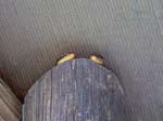 20060628-l-gecko-s020b