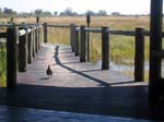 20060628-l-lodge.francolin.b-g013b