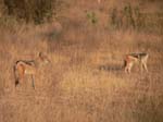 20060629-l-blackbacked.jackal-s013c