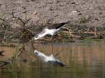 20060629-l-blackwinged.stilt-s055c