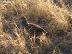 20060629-l-francolin.swainsons-s017c